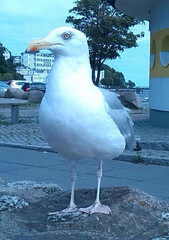 Netzpost-Foto