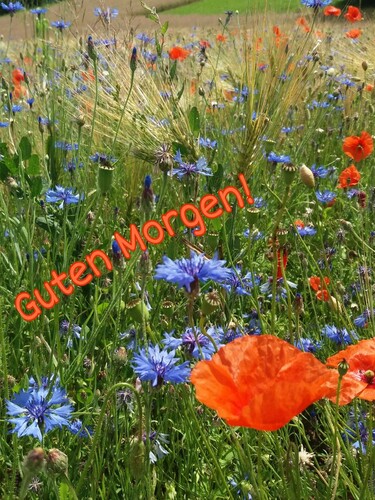 Guten Morgen ( Sommer )