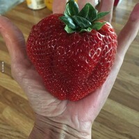 Netzpost-Foto