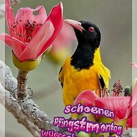 Netzpost-Foto