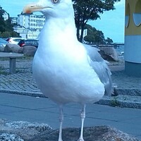 Netzpost-Foto