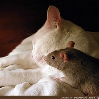 Netzpost-Foto